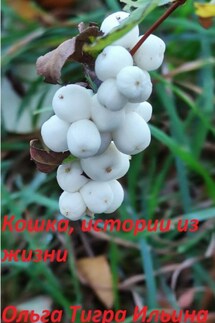 Кошка, истории из жизни - Ольга Ильина