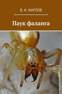 Паук фаланга - В. Жиглов