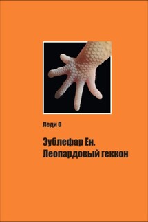 Эублефар Ен. Леопардовый геккон - Леди О