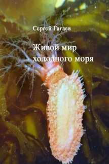 Живой мир холодного моря - Сергей Гагаев