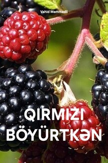 QIRMIZI BÖYÜRTKƏN - Vahid Məmmədli