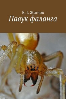 Павук фаланга - В. Жиглов