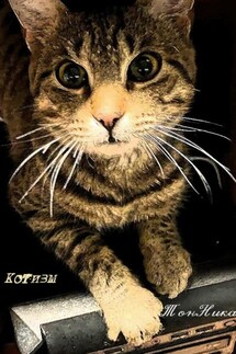 Котизм - ТонНика