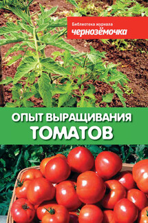 Опыт выращивания томатов - А. Панкратова