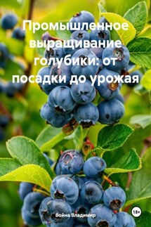 Промышленное выращивание голубики: от посадки до урожая - Война Владимир